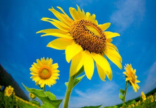 2025/06/Solstice-plant-growth.jpg