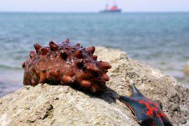Sea-cucumber-Cancer.jpg