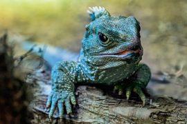 2025/06/Ancient-reptiles.jpg