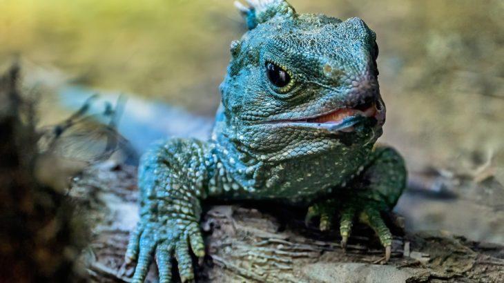 2025/06/Ancient-reptiles.jpg