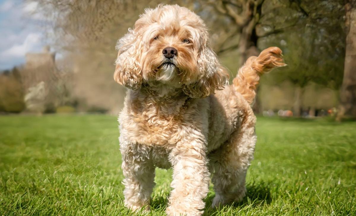 Some dogs have a higher risk of digestive problems like diarrhea