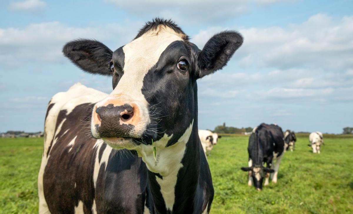 Dairy farms can join the climate fight by trapping methane