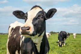 2025/06/dairy-emissions.jpg