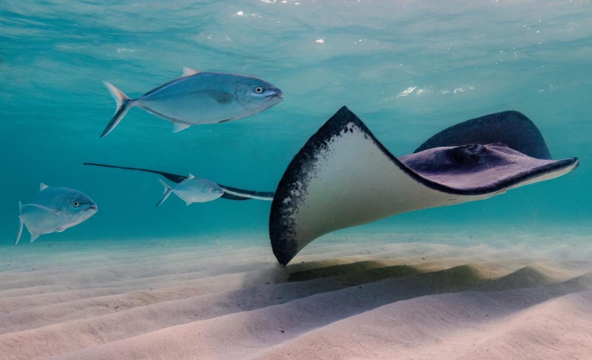 Body size of 85,000 marine species mapped in new database