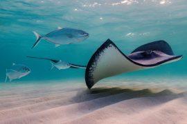 2025/06/Marine-species-size.jpg