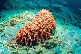 Bright,Red,Sea,Cucumber,(holothuroidea),,Bali,,Indonesia