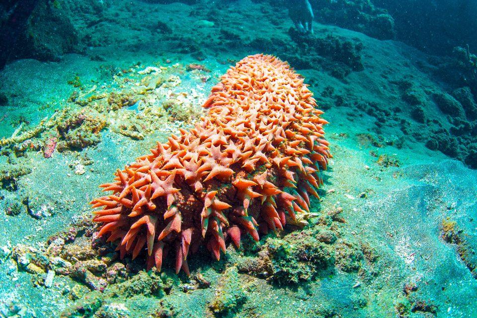 Sea cucumbers may help slow the spread of cancer, and without the side effects