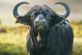 2025/06/Herbivores-change.jpg