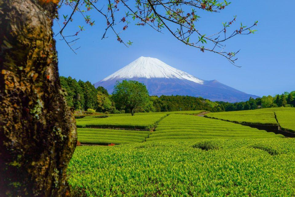 Population loss in Japan's countryside linked to declining biodiversity