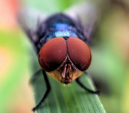 2025/06/Erase-species.jpg