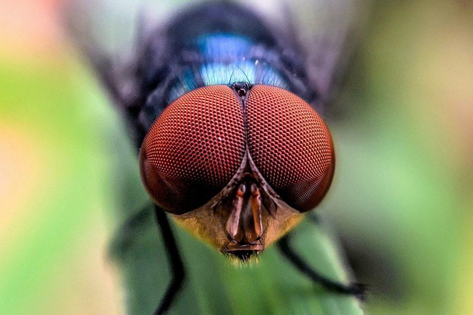 Extinction by design: Should we genetically erase harmful species?
