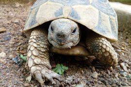 2025/06/Turtle-heads.jpg