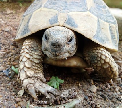 2025/06/Turtle-heads.jpg