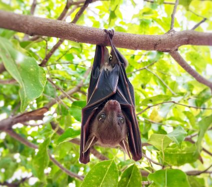2025/06/little-brown-bat_no-cancer_1m.jpg