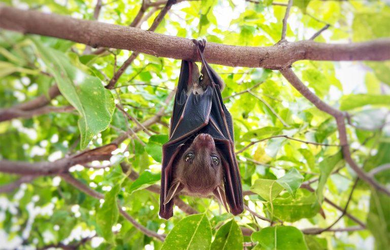 2025/06/little-brown-bat_no-cancer_1m.jpg