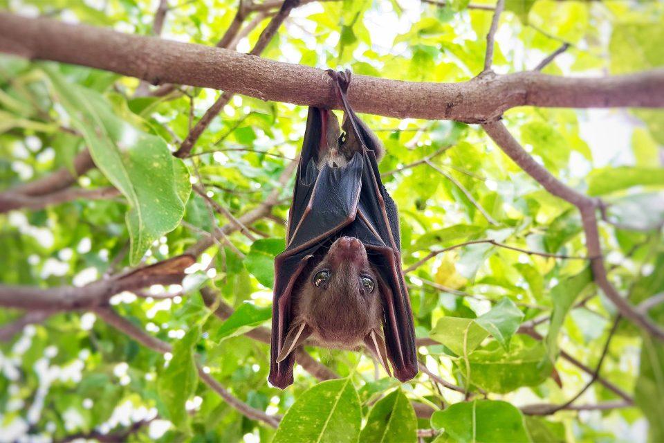 Bats don't get cancer, now scientists think they know the reason