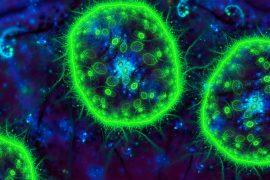 2025/06/marine-snow_cyanobacteria_nitrogen_1m.jpg