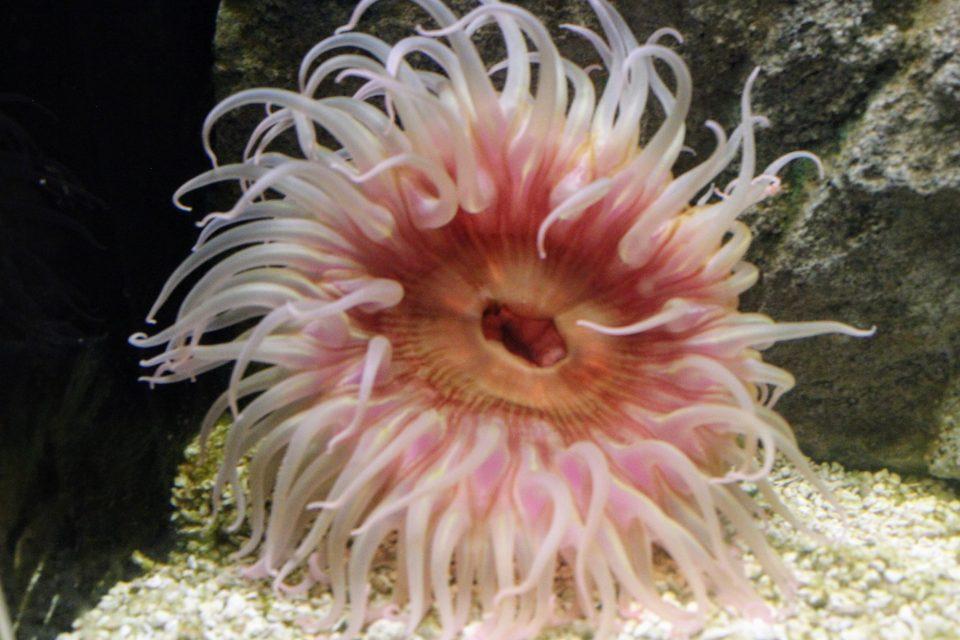 Sea anemones share a biological trick with humans