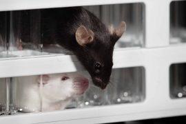 2025/06/two-male-parents-mouse-adulthood.jpg