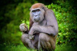 2025/06/Early-apes.jpg