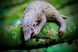 2025/06/Pangolins-meat.jpg