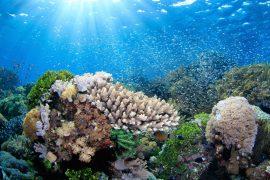 2025/06/Coral-temperature.jpg