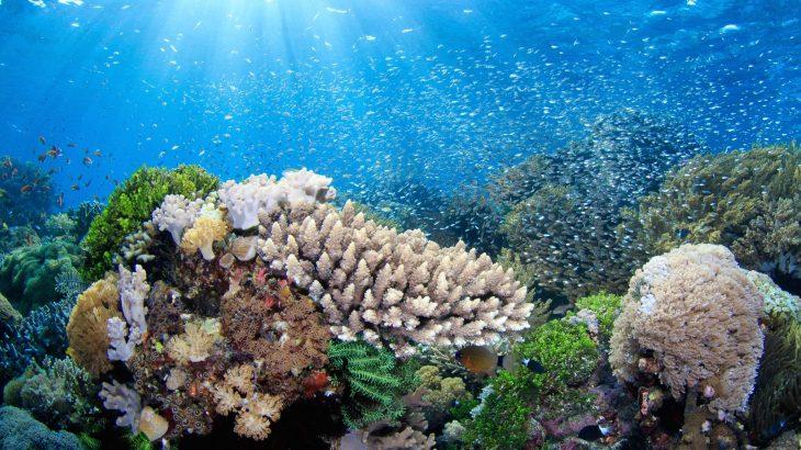 2025/06/Coral-temperature.jpg