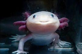 2025/06/Axolotls-healing.jpg