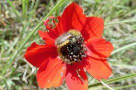 2025/06/Beetles-red.jpg