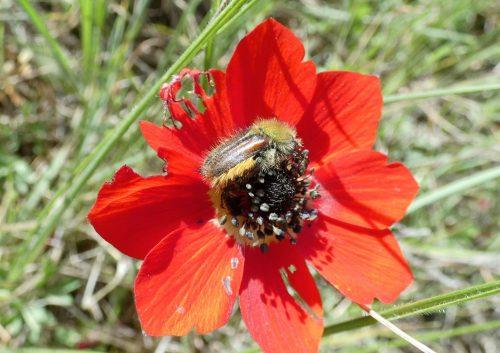 2025/06/Beetles-red.jpg