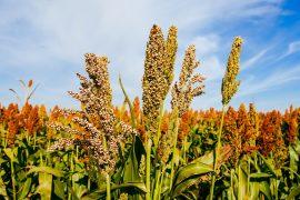2025/06/Bronze-Age-millet.jpg