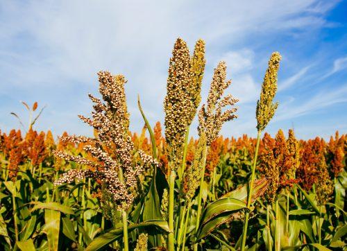 2025/06/Bronze-Age-millet.jpg