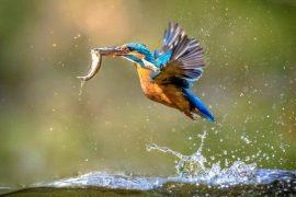 2025/06/Protected-areas-food-webs.jpg