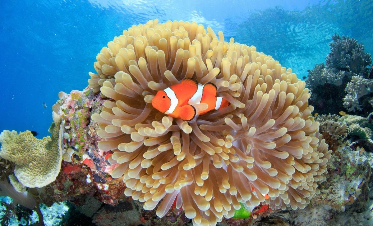 Ocean acidity crosses dangerous threshold, threatening marine life