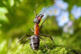 2025/06/Selfish-DNA-ant-colony.jpg