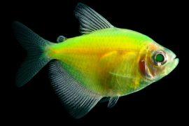 2025/06/Glowing-fish.jpg
