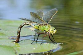 2025/06/Dragonfly-larva.jpg