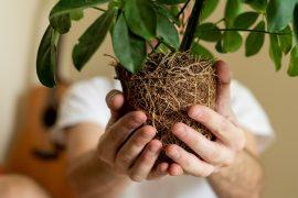 2025/06/plant-roots-climate.jpg
