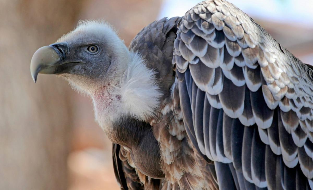 Scavenger decline is a threat to ecosystems  - and human health