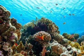 2025/06/Ancient-reefs-1.jpg