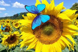 2025/06/Farming-wildlife.jpg