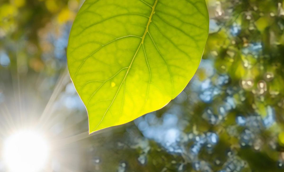 Nanoparticles are threatening the stability of plant cells