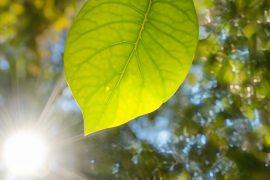 2025/06/Nanoparticles-plant.jpg