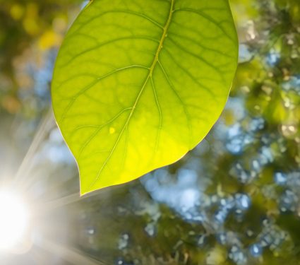 2025/06/Nanoparticles-plant.jpg