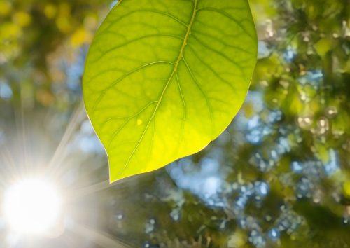 2025/06/Nanoparticles-plant.jpg