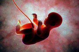 2025/06/Placenta-brain.jpg