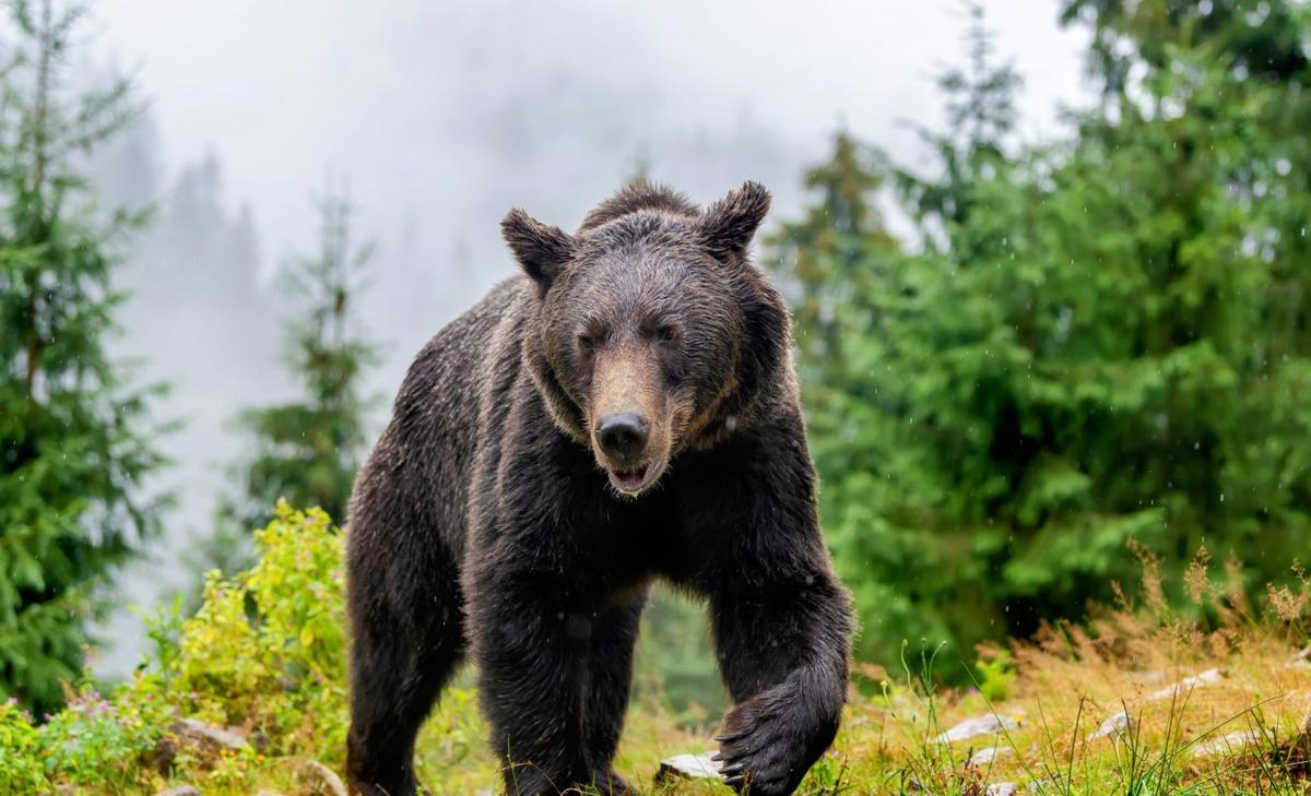 Brown bears move where their food grows