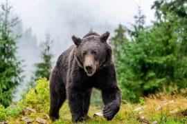 2025/06/Bear-food.jpg