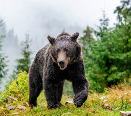 2025/06/Bear-food.jpg