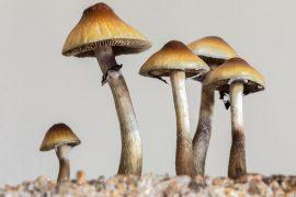 2025/06/psilocybin-cancer.jpg